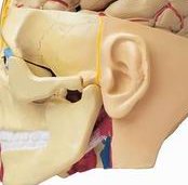 免疫检查结果为非典型抗磷脂抗体对做试管有影响吗？